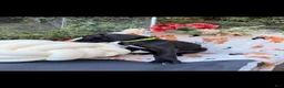 Great Dane dogs for sale: Great Dane 2 - Ad 1