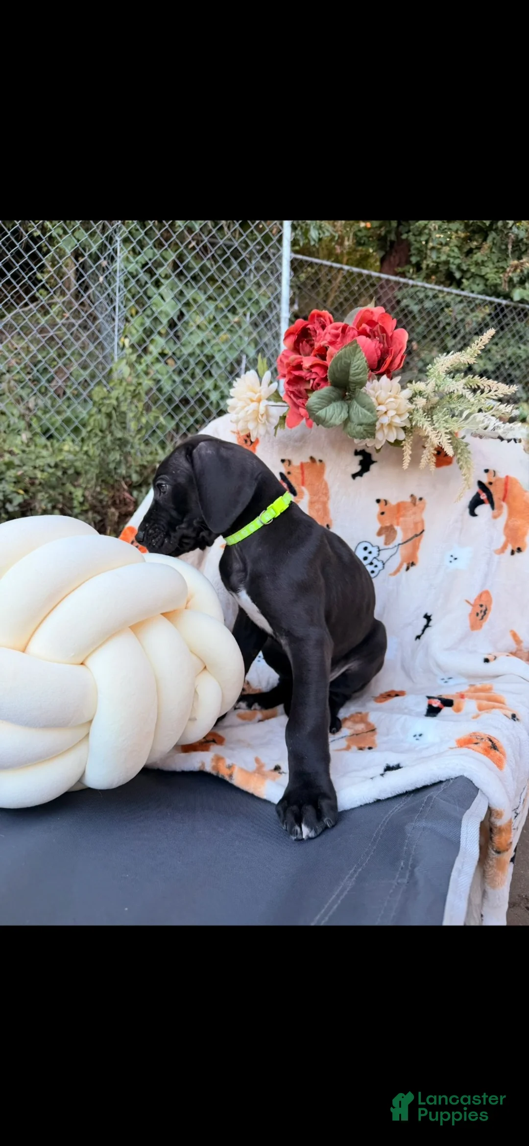 Great Dane dogs for sale: Great Dane 2 - Ad 1