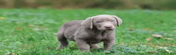 Labrador Retriever dogs for sale: Hippo - Ad 1