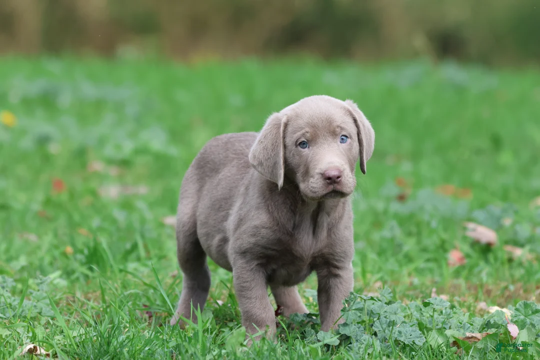 Labrador Retriever dogs for sale: Hippo - Ad 1