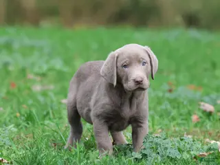Labrador Retriever dogs Hippo - Ad 2