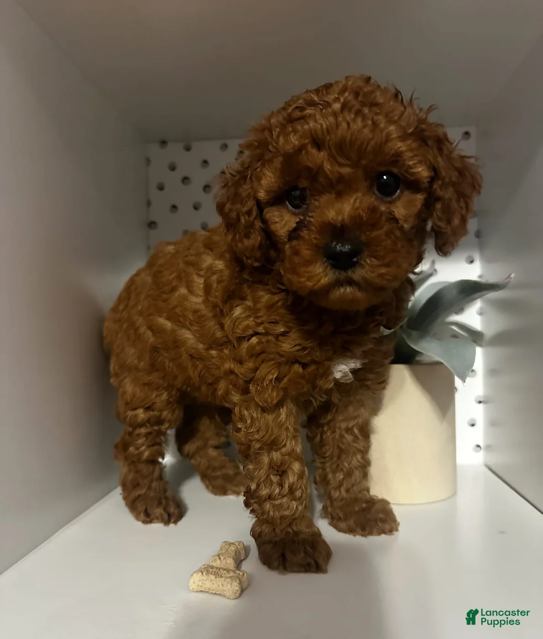 Gallery Image {{count}}