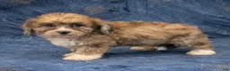 Havapoo dogs for sale: Dexter - Ad 5
