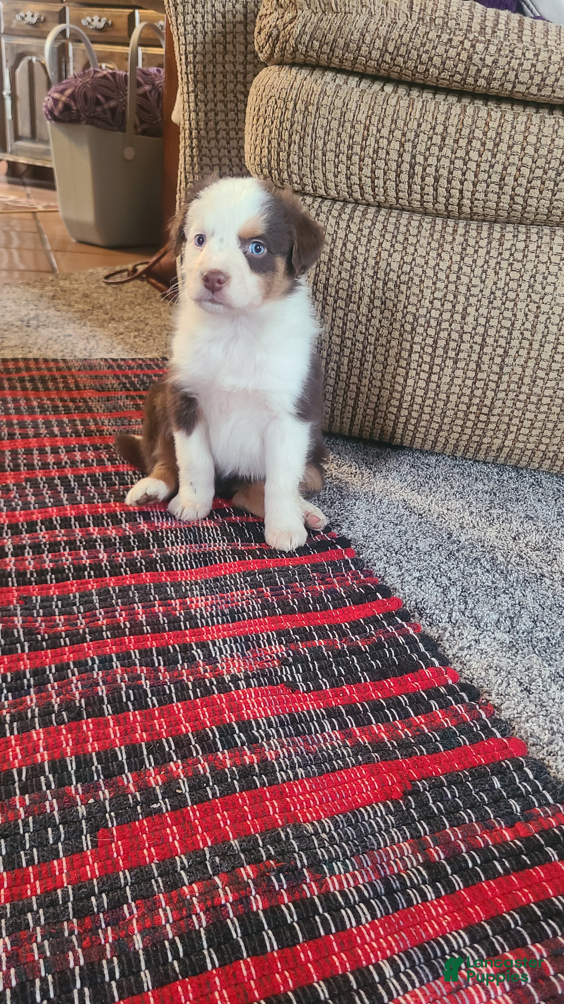 Aussiedoodle dogs Aussiedoodle Puppy 2 - Ad 36