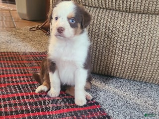 Aussiedoodle dogs Aussiedoodle Puppy 2 - Ad 23