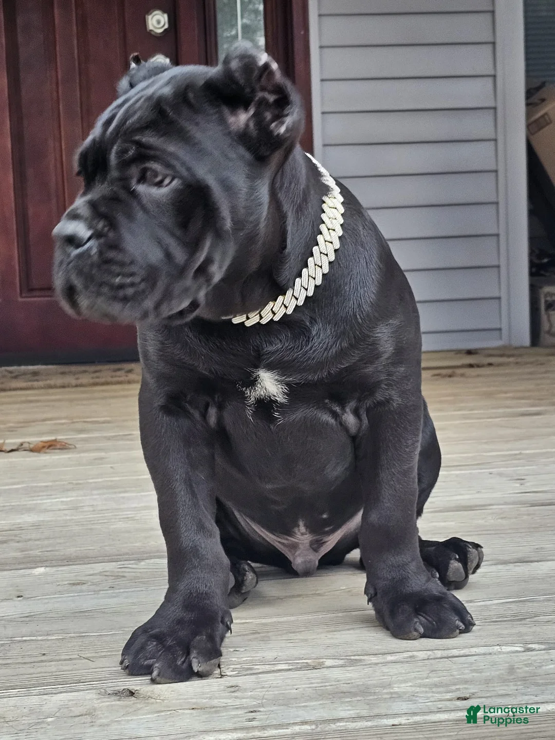 Cane Corso dogs for sale: ZEUS - Ad 28