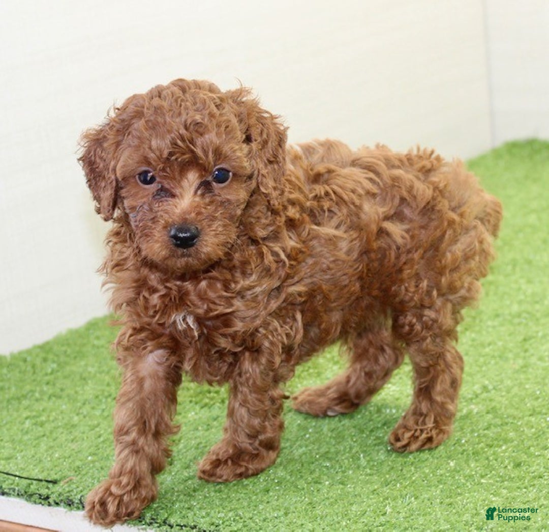 Miniature Poodle dogs for sale: Champ - Ad 12