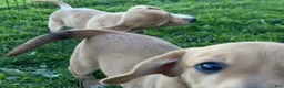 Mixed Breed dogs for sale: Classic Dorgi Female - Corgi & Dachshund Mix - Ad 13