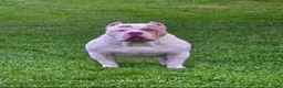 American Bully dogs for sale: American Bully Puppy 2 - Ad 3