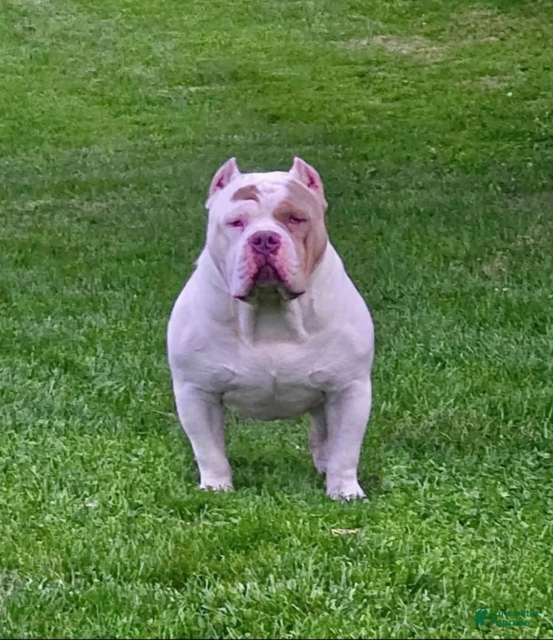 American Bully dogs for sale: American Bully Puppy 2 - Ad 3