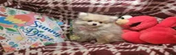 Pomeranian dogs for sale: Tawnii the warm Beauty - Ad 3