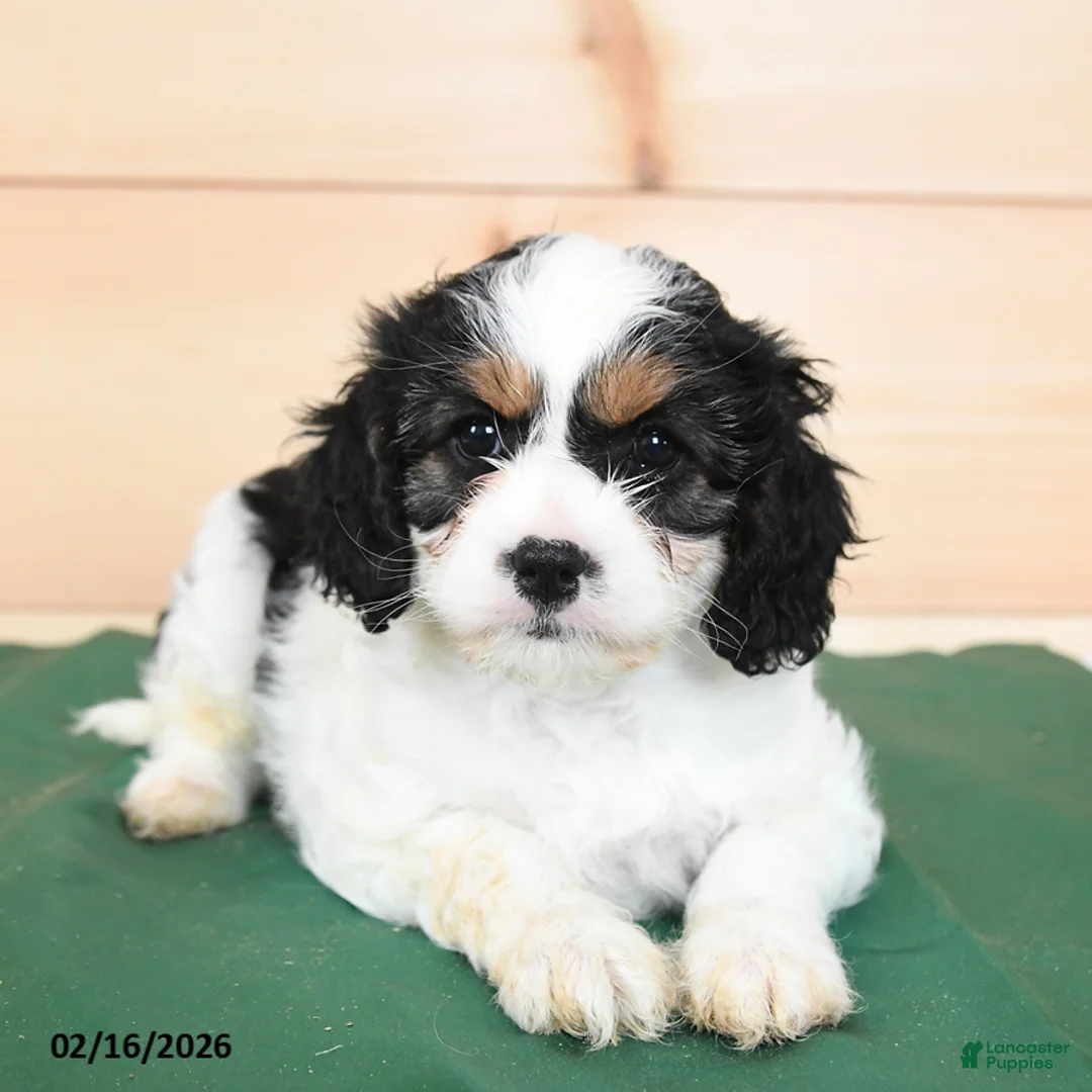 Cavapoo dogs for sale: Harmony - Ad 4