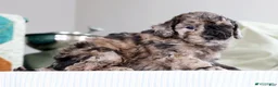 Miniature Poodle dogs for sale: Kamo - Ad 11