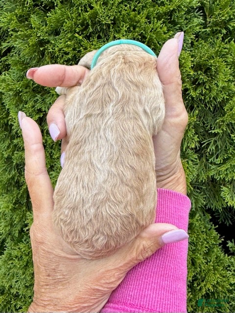 Goldendoodle dogs Light Blue - Ad 2