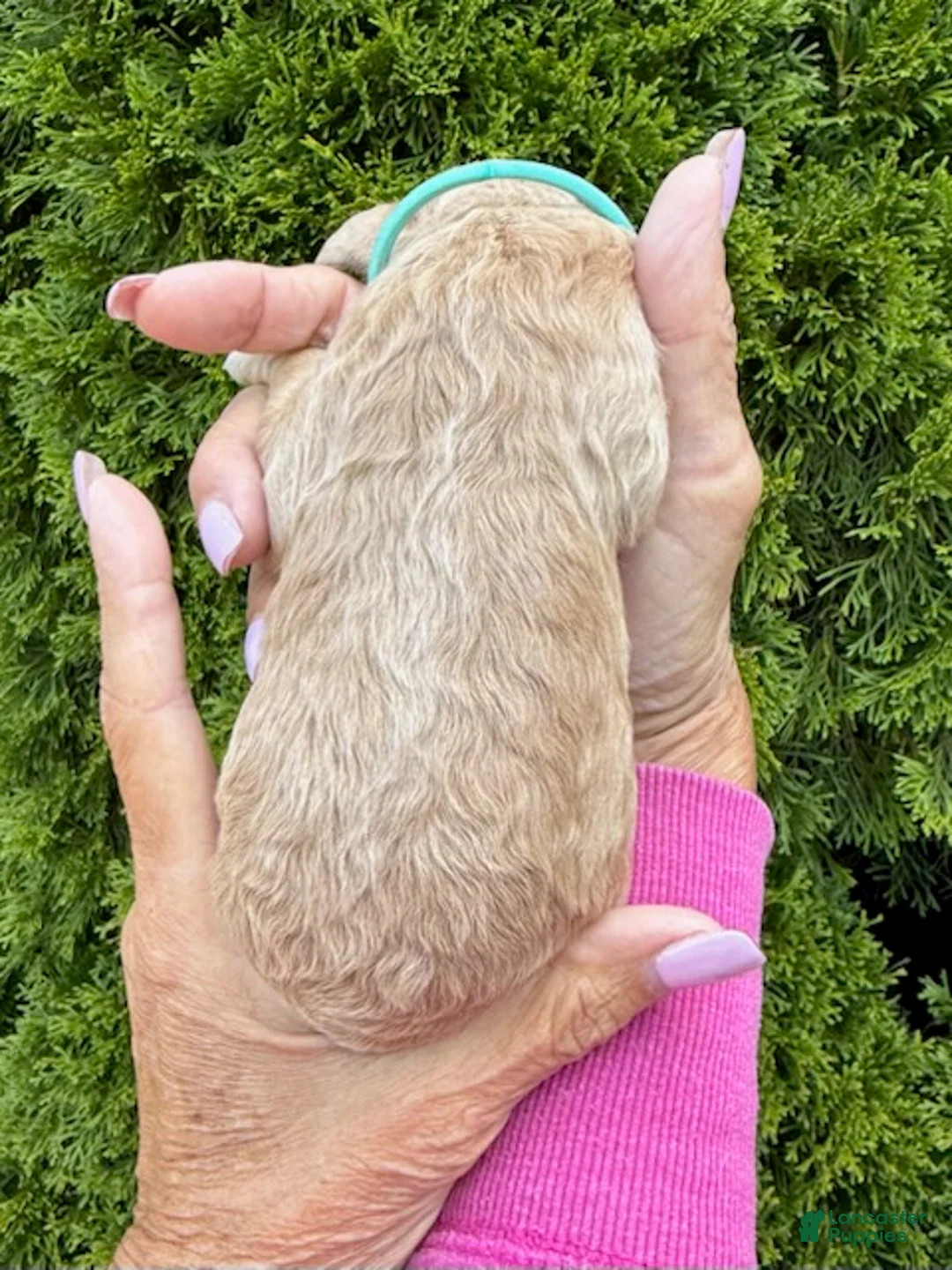Goldendoodle dogs for sale: Light Blue - Ad 2