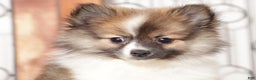 Pomeranian dogs for sale: Puff - Ad 3