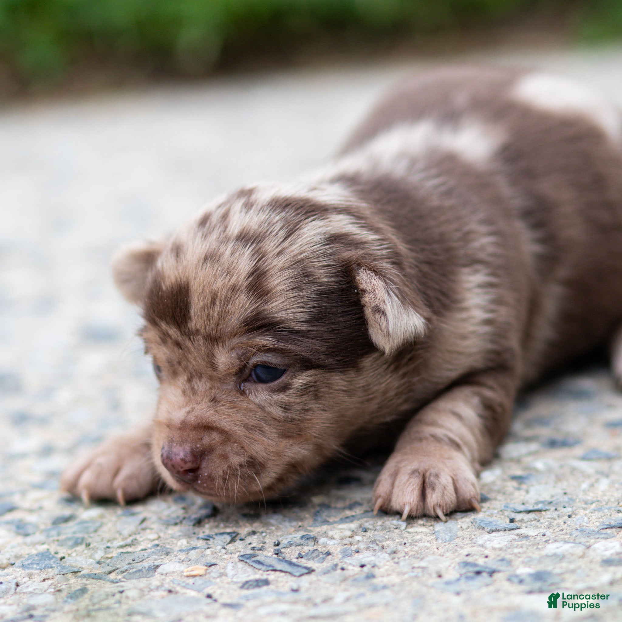 Chihuahua dogs Reba Chihuahua Puppy  - Ad 2