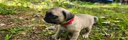 Pug dogs for sale: Bo - Ad 5