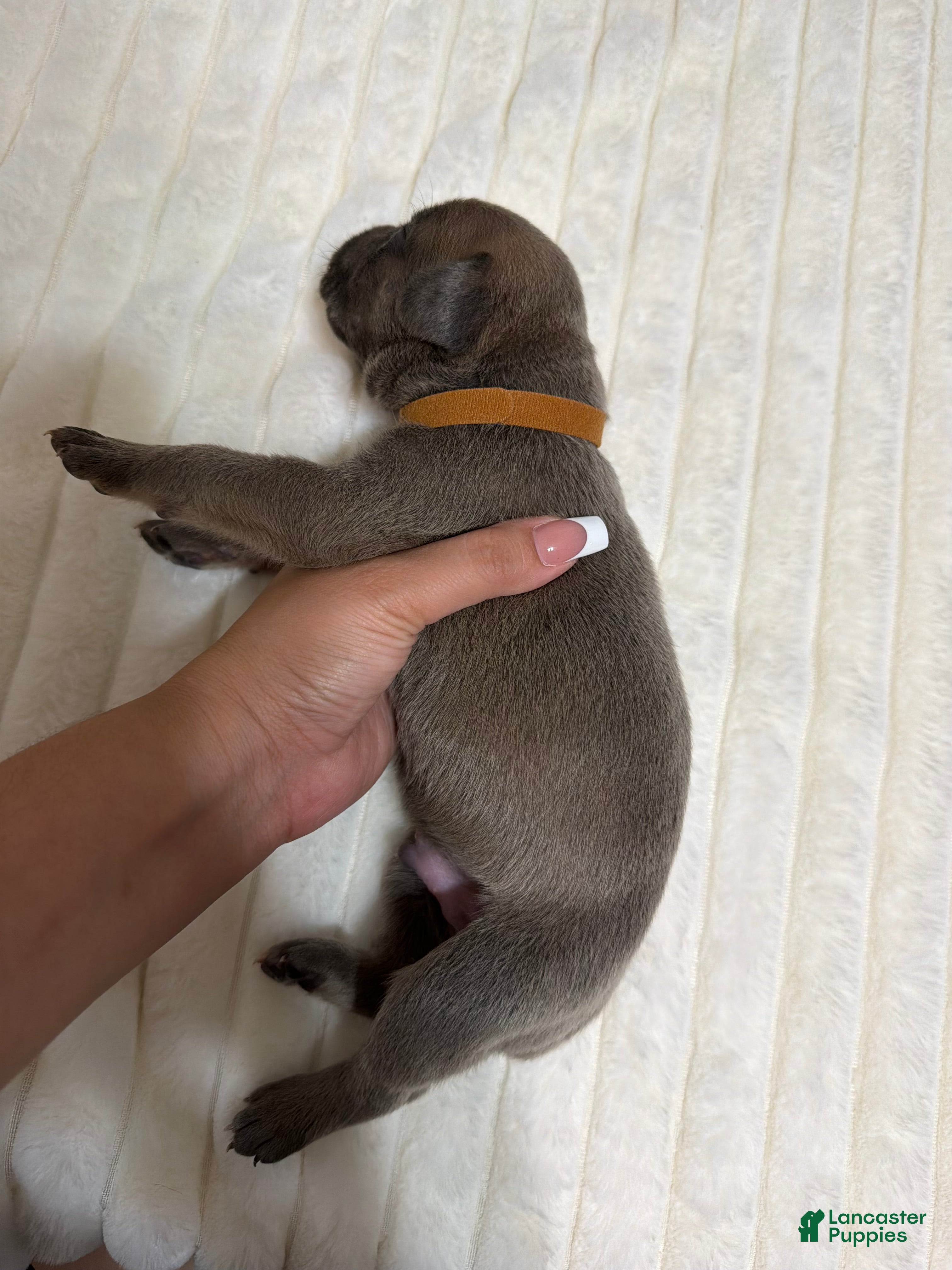 Cane Corso dogs Rupert - blue collar  - Ad 41
