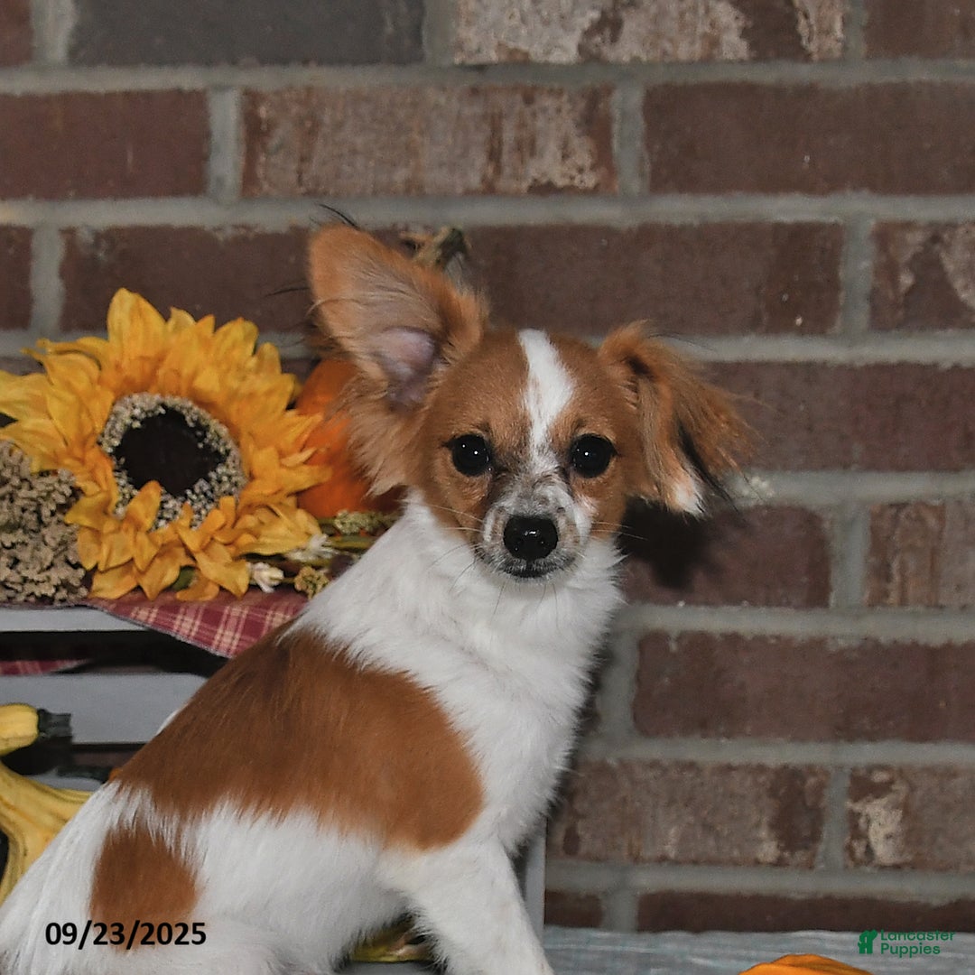 Papillon dogs for sale: Alex - Ad 9