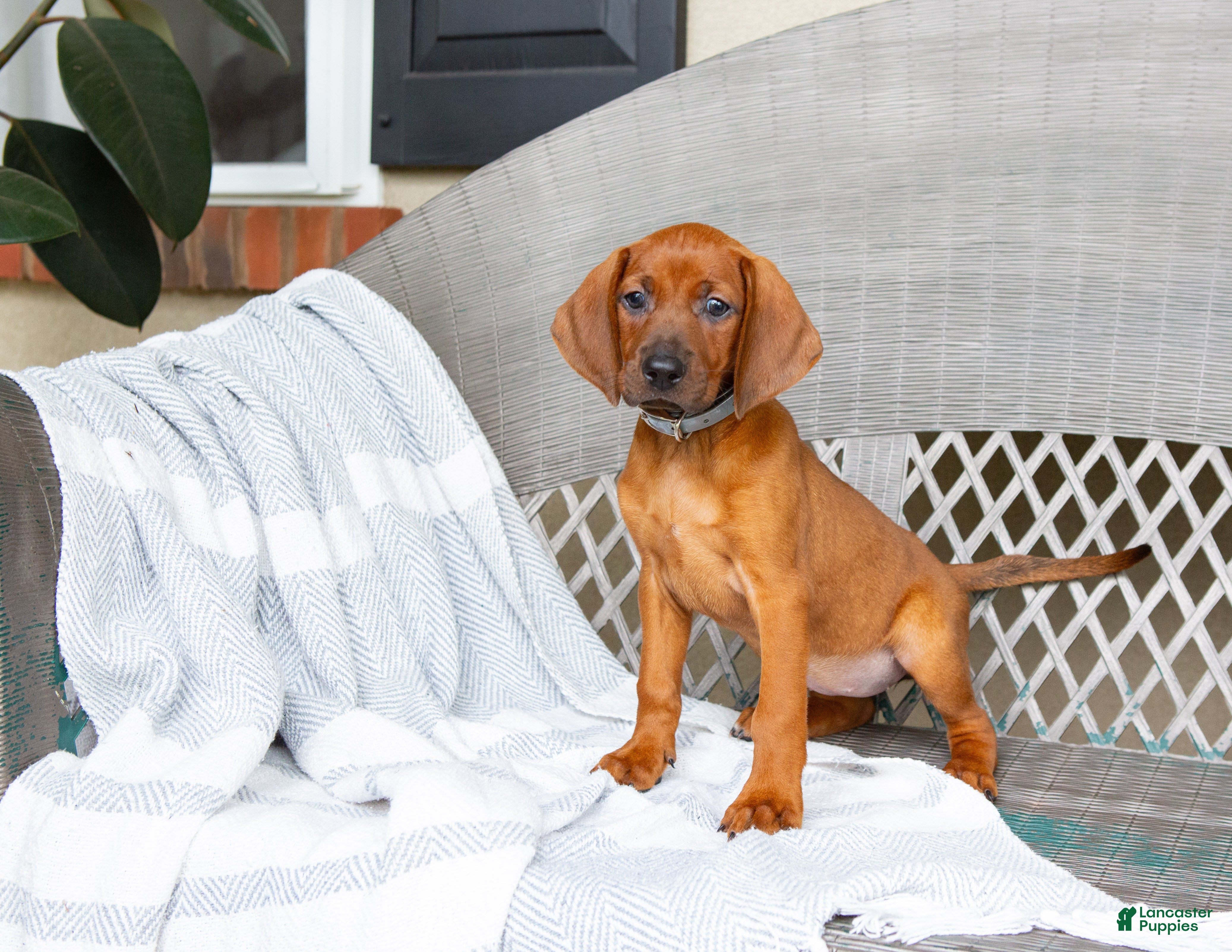 Redbone Coonhound dogs Briar - Ad 13