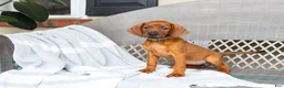 Redbone Coonhound dogs for sale: Briar - Ad 1