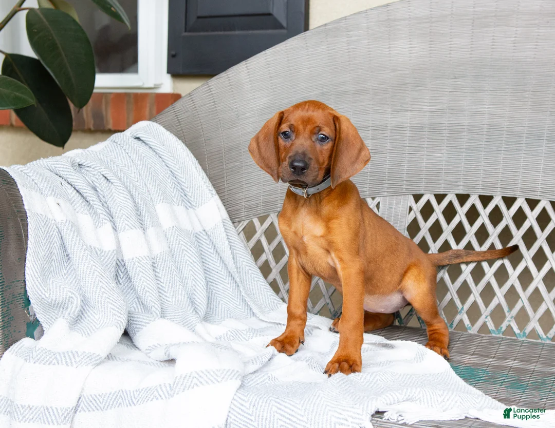 Redbone Coonhound dogs for sale: Briar - Ad 1