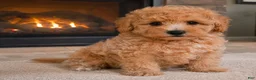 Miniature Poodle dogs for sale: milo - Ad 1