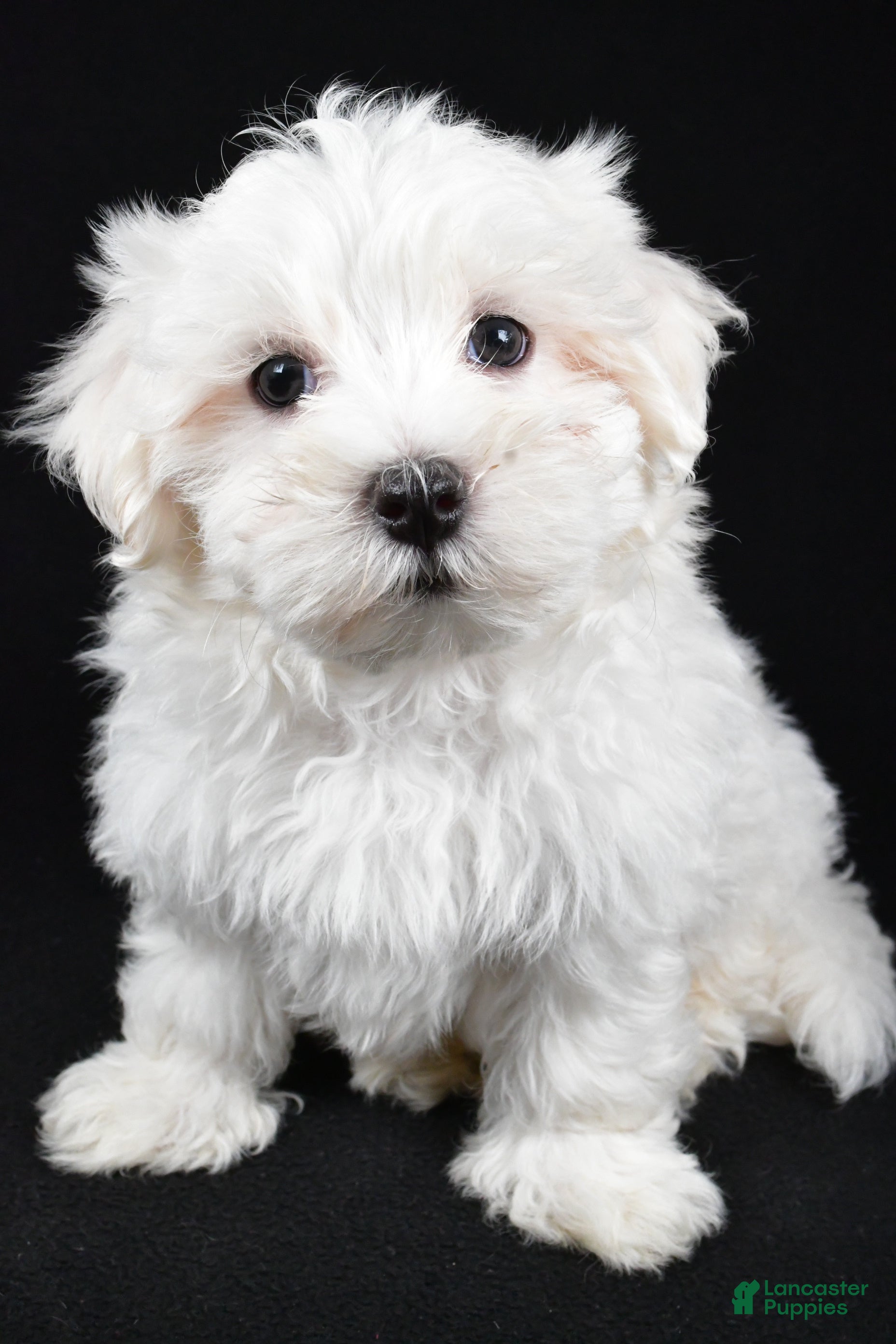 Maltese dogs Cody - Ad 1