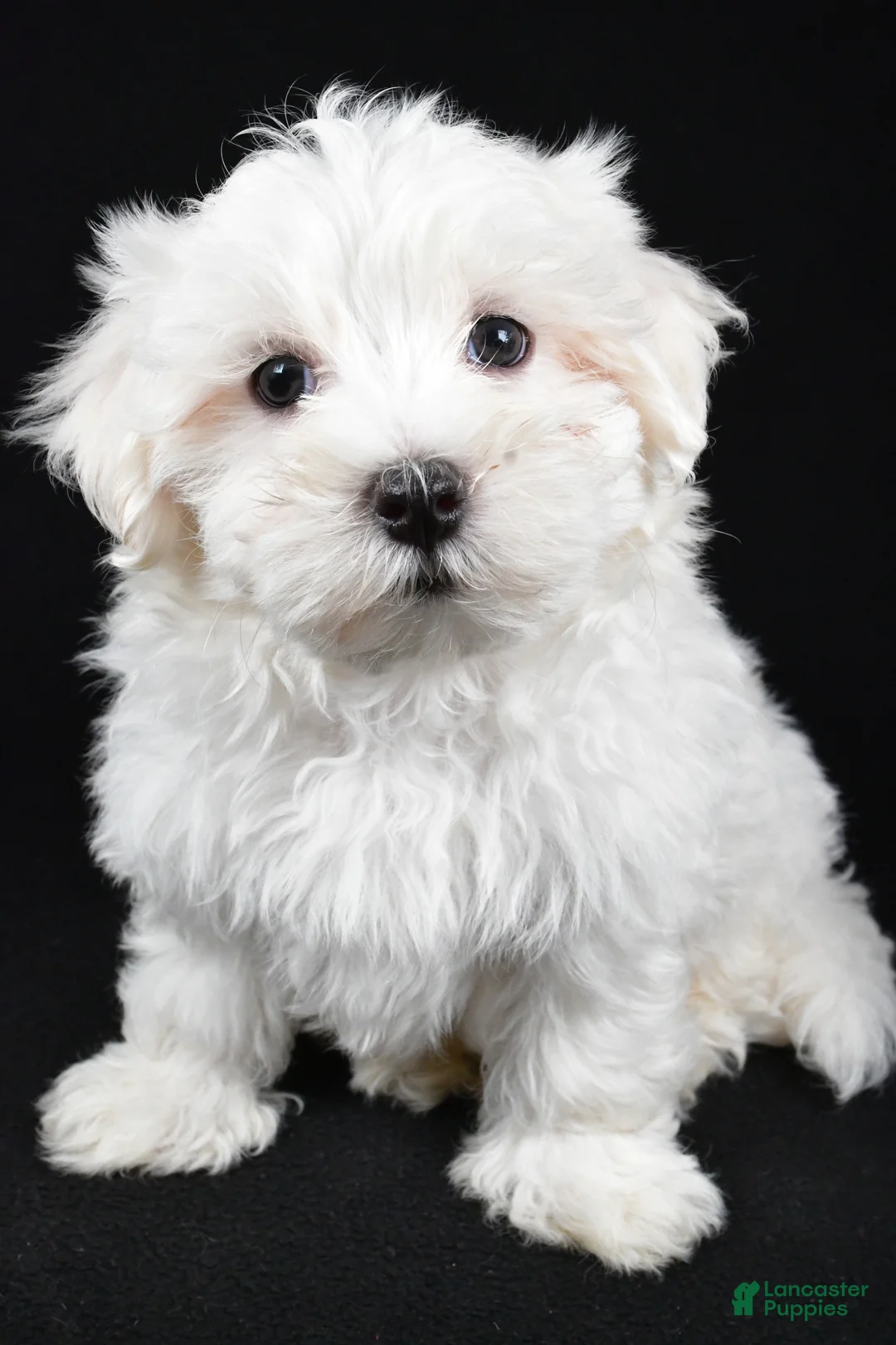 Maltese dogs for sale: Cody - Ad 1