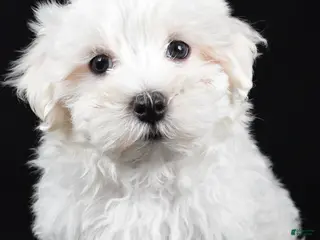 Maltese dogs for sale: Cody - Ad 2