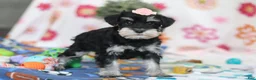Miniature Schnauzer dogs for sale: Faye - Ad 4