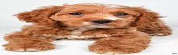 Cockapoo dogs for sale: Gracie - Ad 5
