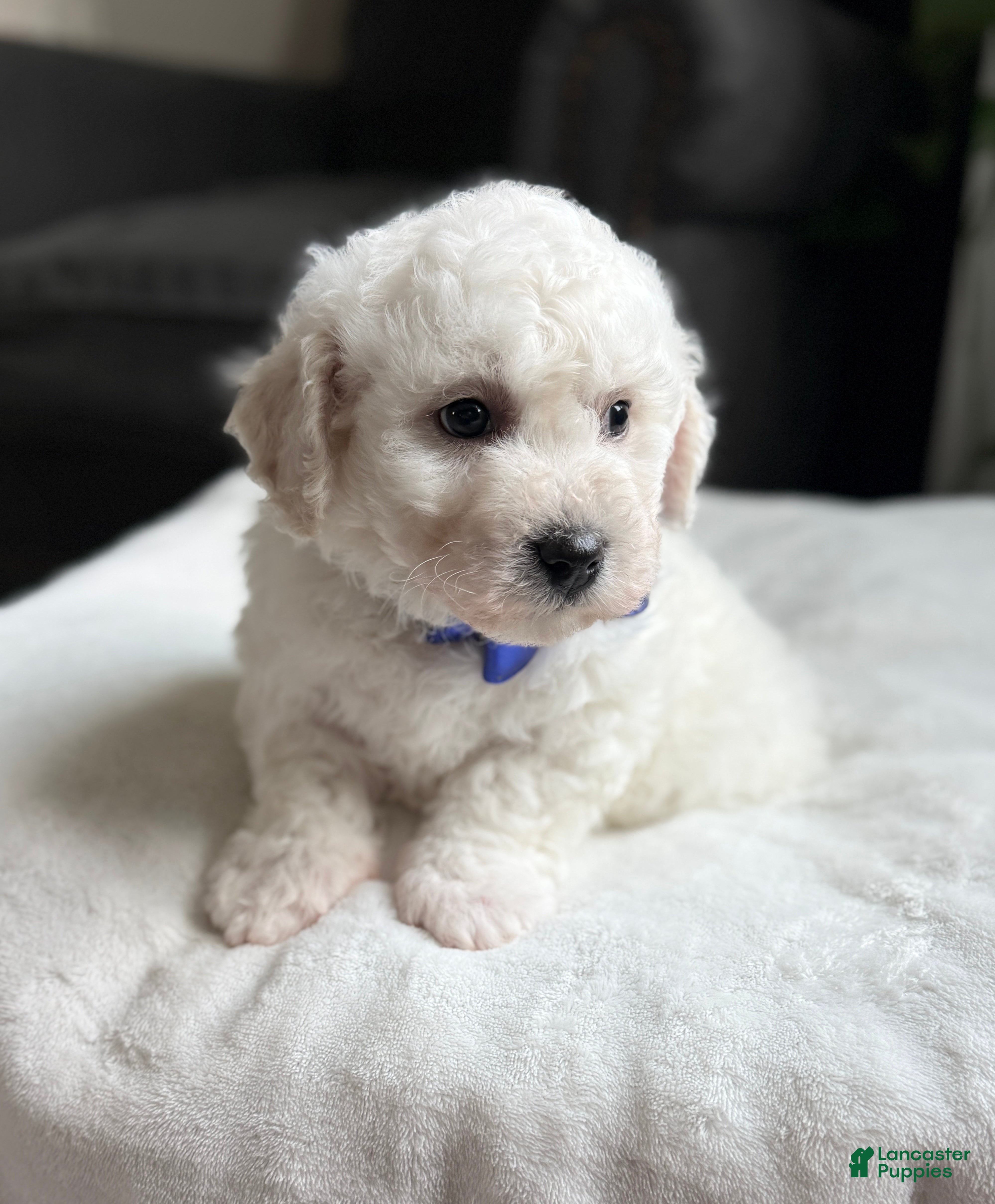 Bichon Frise dogs ☘️ Lucky ☘️ AKC - Ad 2