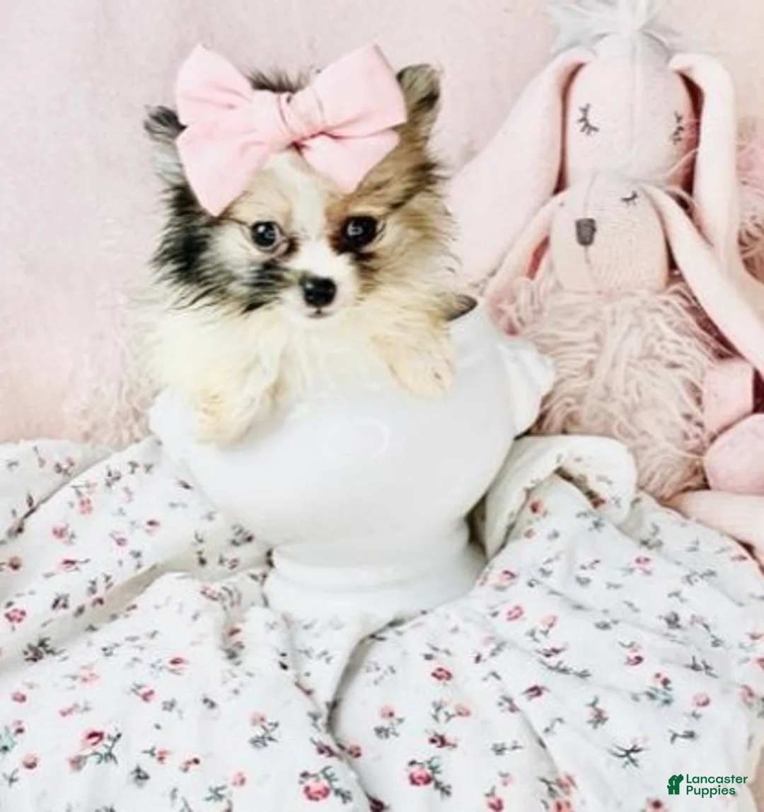 Pomeranian dogs for sale: Pomeranian Puppy 2 - Ad 3