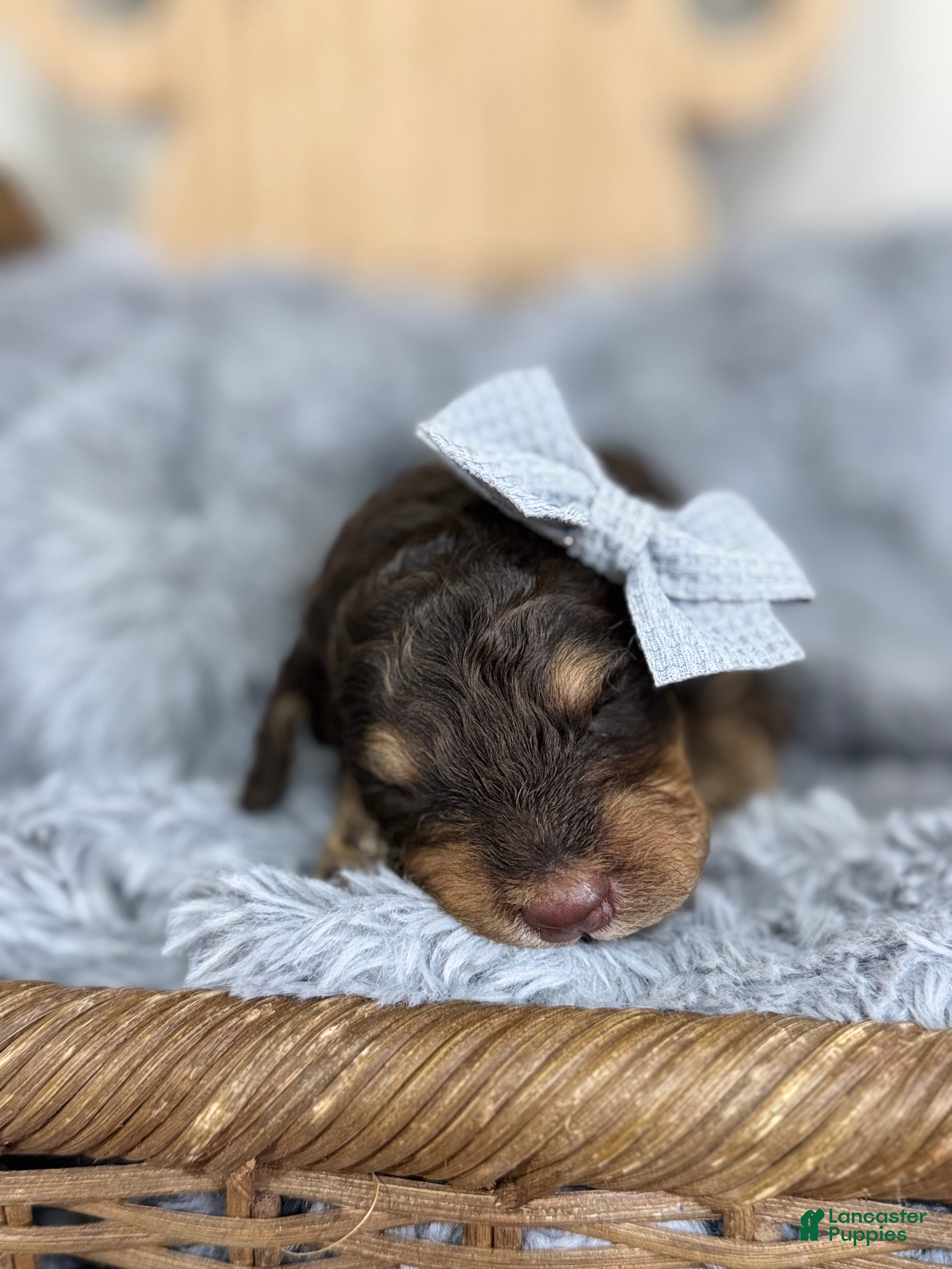 Mixed Breed dogs Halo-Blue Collar - Ad 1