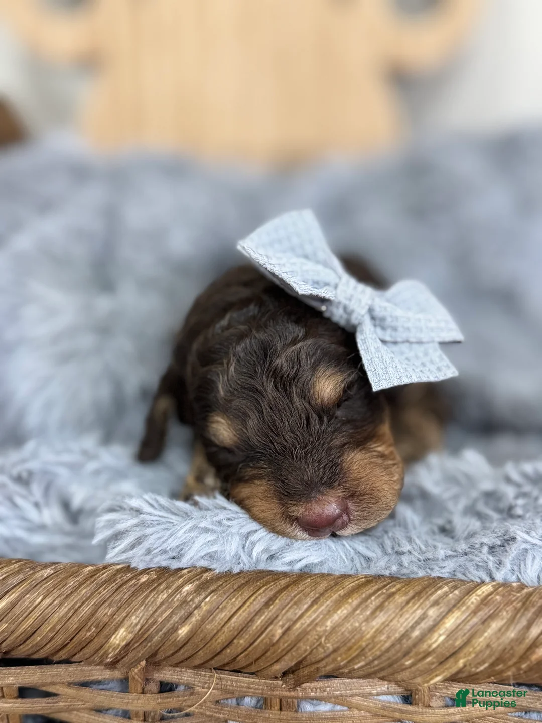 Mixed Breed dogs for sale: Halo-Blue Collar - Ad 1