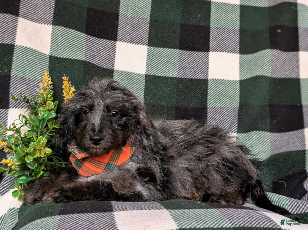 Cockapoo dogs for sale: Santiago Hypoallergenic - Ad 4