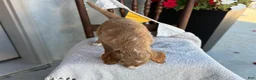 Goldendoodle dogs for sale: Cassia - Ad 5