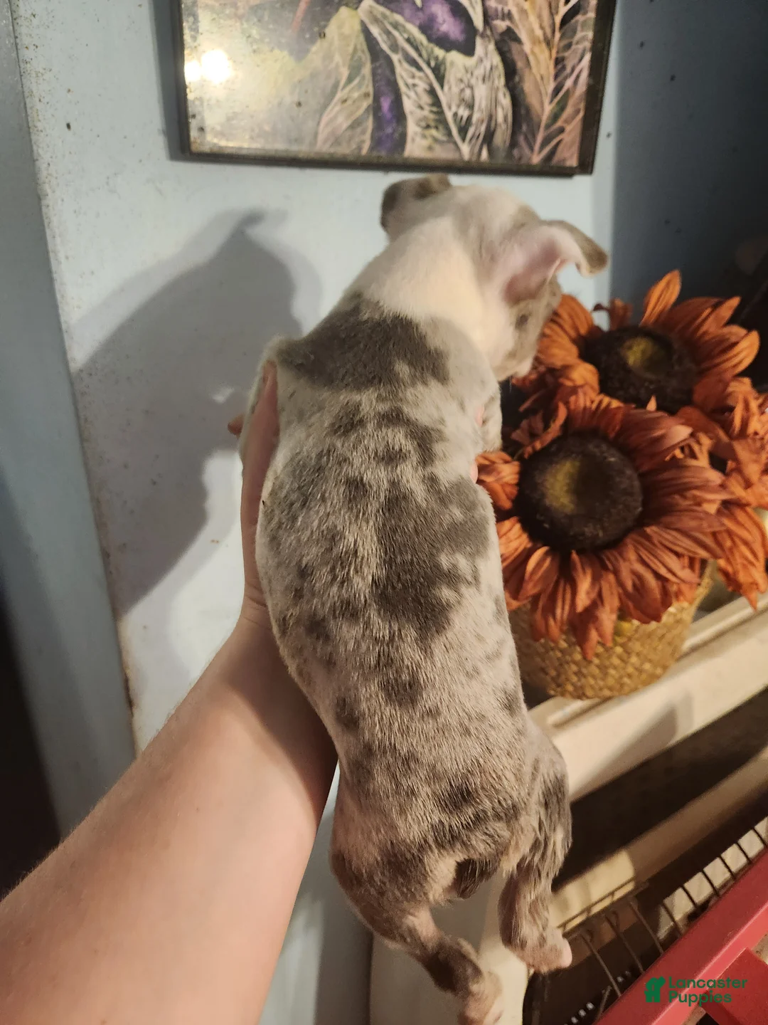 Boston Terrier dogs for sale: Boston Terrier 3 - Ad 2