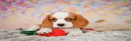 Beaglier dogs for sale: Brooke - Ad 6