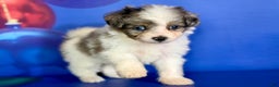 Pomapoo dogs for sale: Cookie - Ad 3