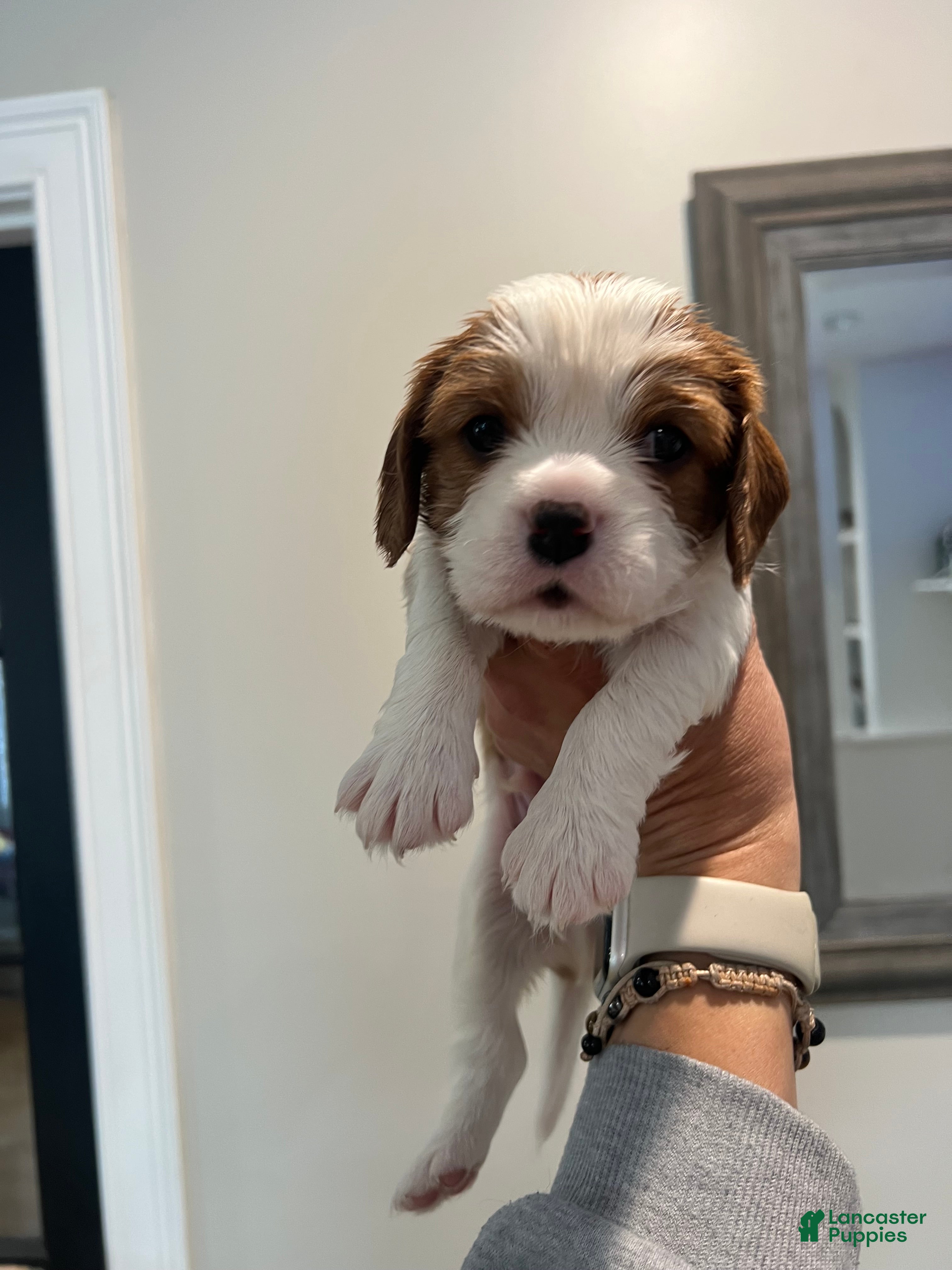 Cavalier King Charles Spaniel dogs Cavalier King Charles Spaniel Puppy 4 - Ad 9