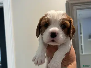 Cavalier King Charles Spaniel dogs Cavalier King Charles Spaniel Puppy 4 - Ad 9