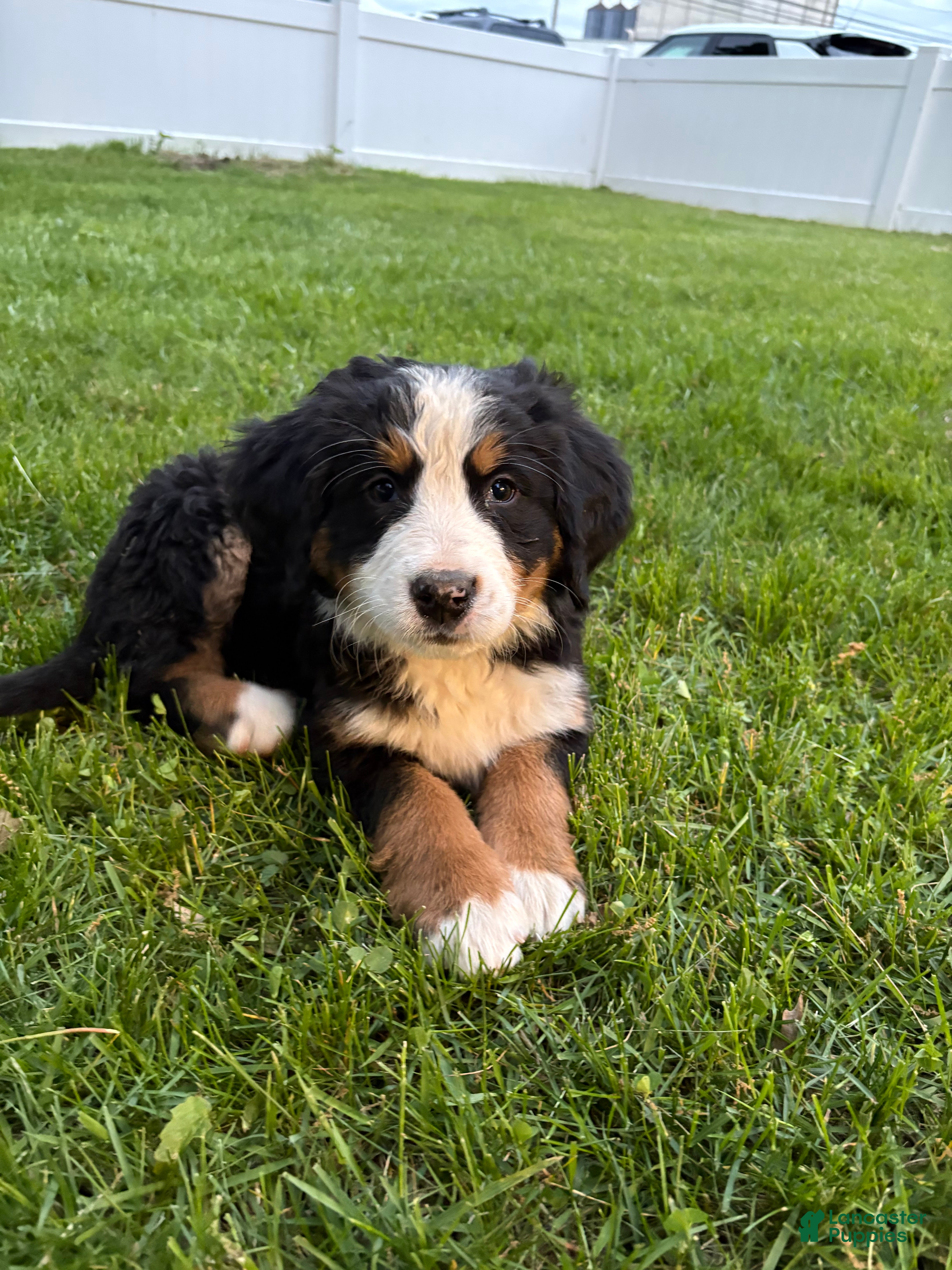Bernese Mountain Dog dogs Baileys - Ad 1