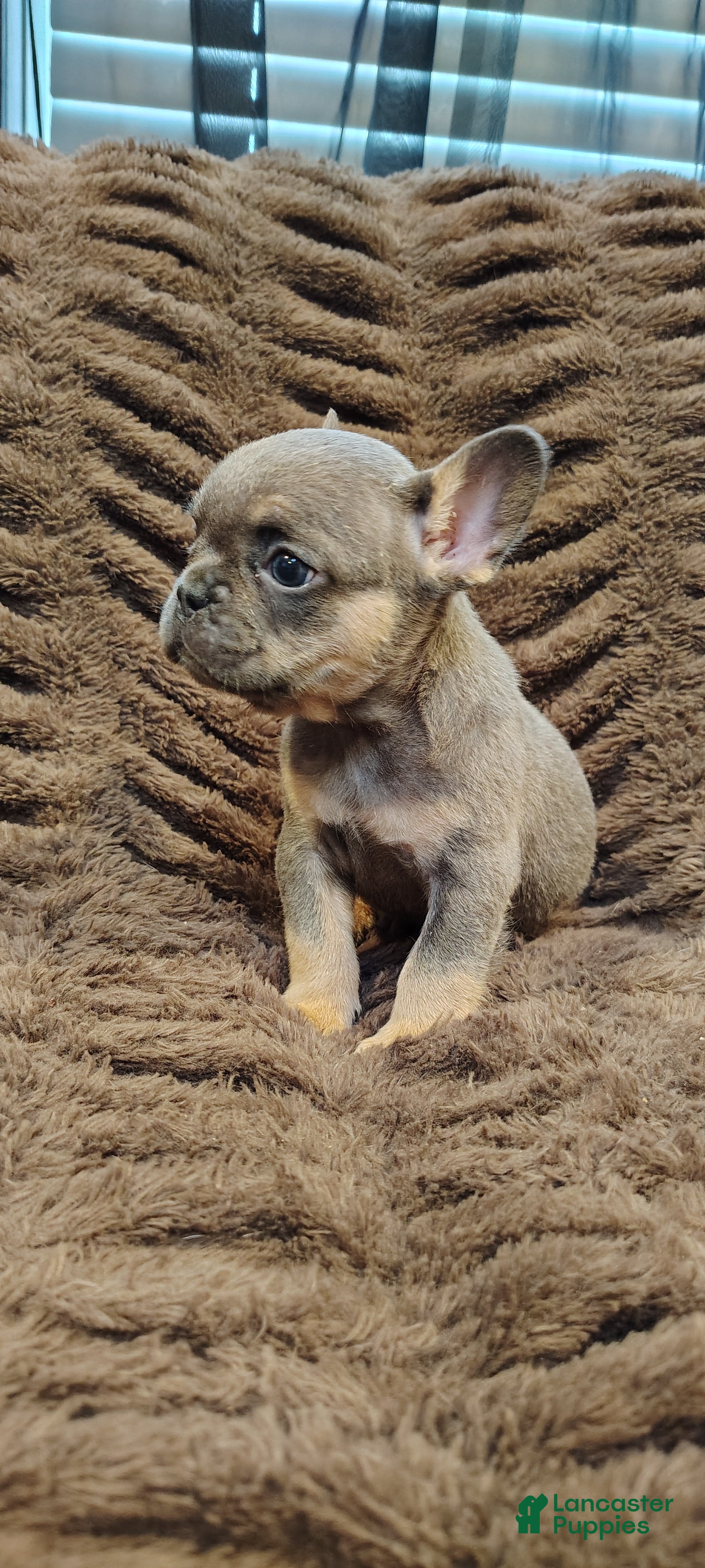 French Bulldog dogs Louie - Ad 1