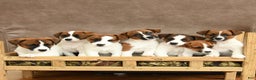 Jack Russell Terrier dogs for sale: Holly - Ad 5