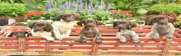 German Shorthaired Pointer dogs for sale: Duncan - Ad 5