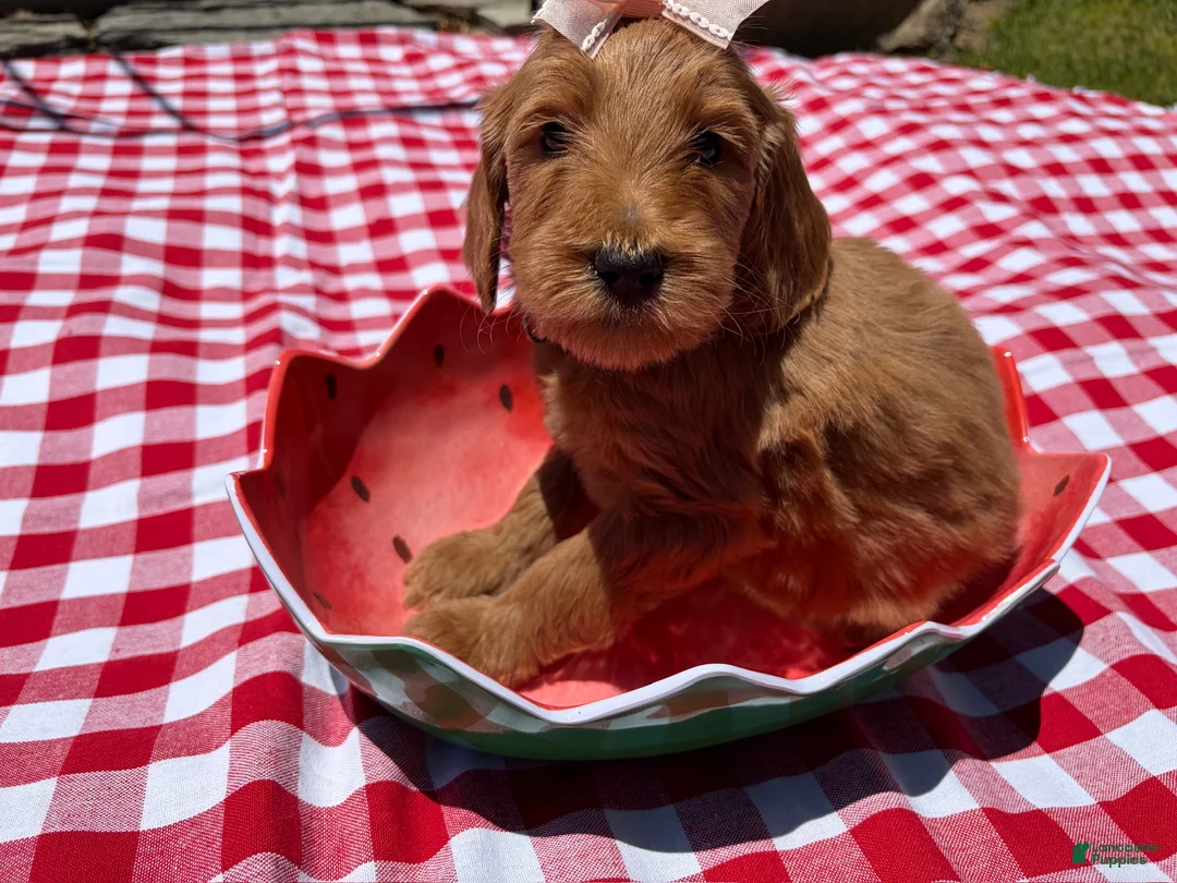 Goldendoodle dogs for sale: Shine - Ad 2