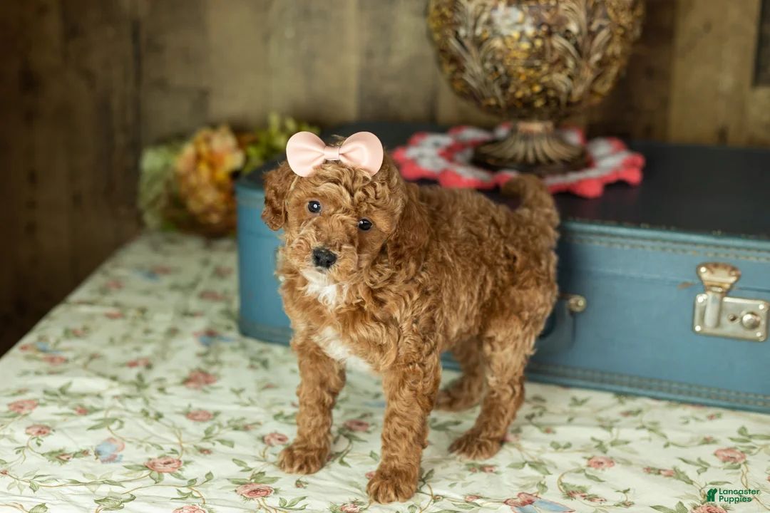 Mixed Breed dogs for sale: Elise - Ad 2